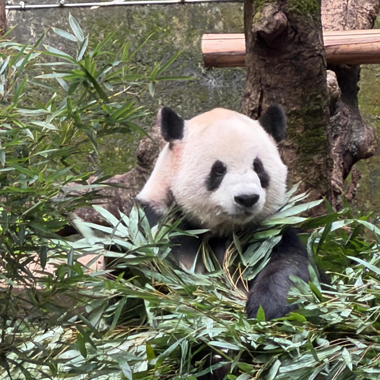 Featured Image for “Doorlopend reisverslag China Oktober 2026”